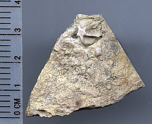 Evactinopora radiata Meek & Worthen, 1865