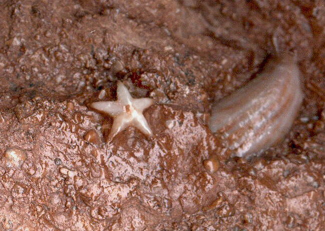 Evactinopora radiata