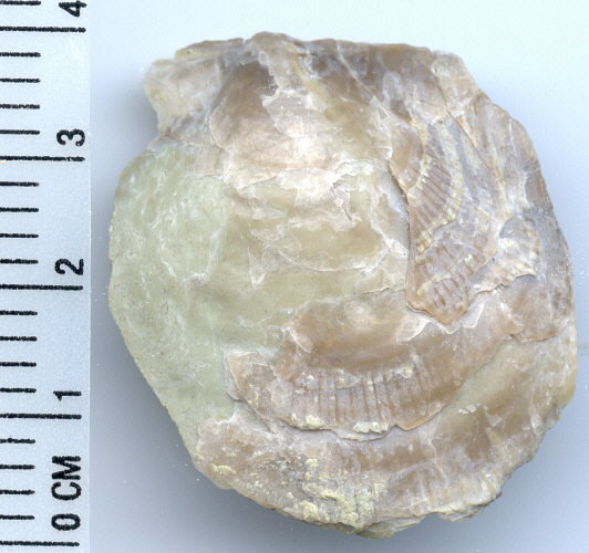 Aviculopecten sp.