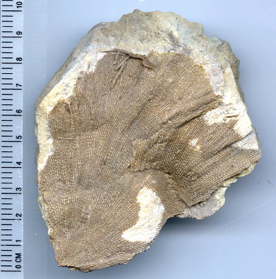 Fenestella sp.