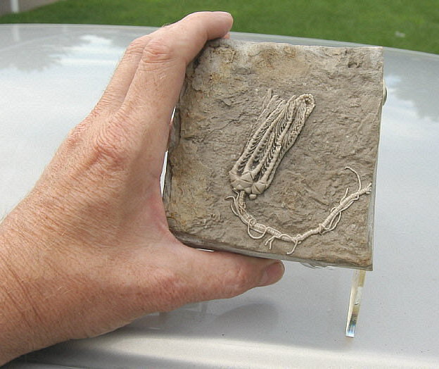 Holcocrinus sp.with cirri