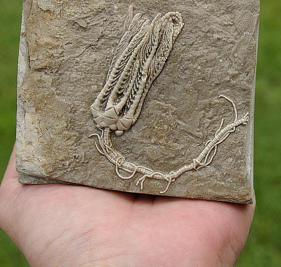 Holcocrinus sp. with cirri