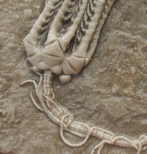 Holcocrinus sp. with cirri