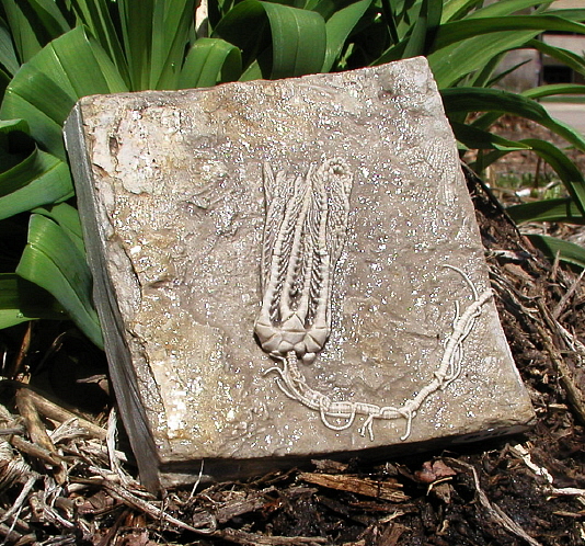 Holcocrinus sp. with cirri