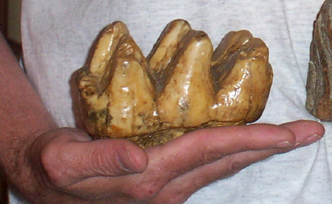 Mastodon tooth