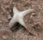 Evactinopora radiata