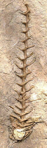Archimedes terebreformis