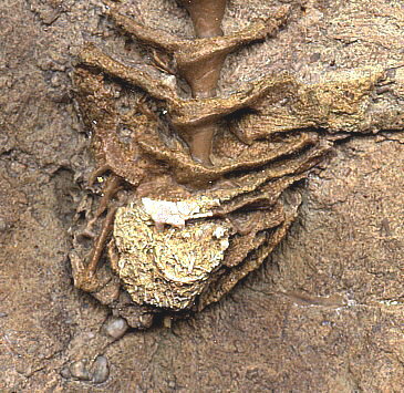 Archimedes terebreformis