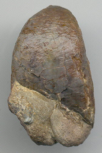 Beecheria bovidens (Morton, 1836)