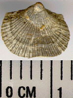 Derbyia crassa (Meek & Hayden, 1859)