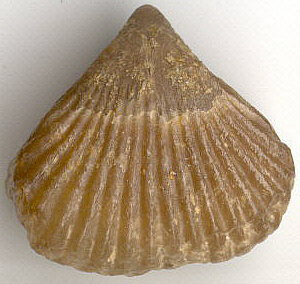 Camarotoechia grosvenori (Hall)