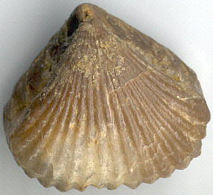 Camarotoechia grosvenori (Hall)