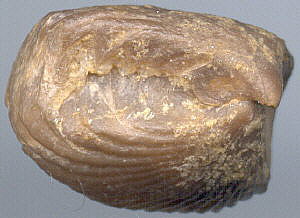 Camarotoechia grosvenori (Hall)