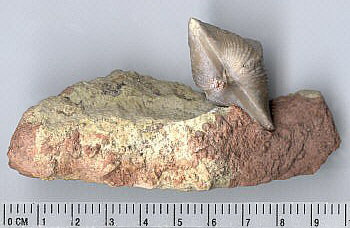 Fernglenia vernonensis (Swallow, 1860)