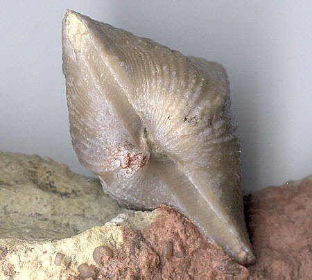 Fernglenia vernonensis (Swallow, 1860)