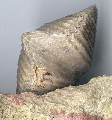 Fernglenia vernonensis (Swallow, 1860)