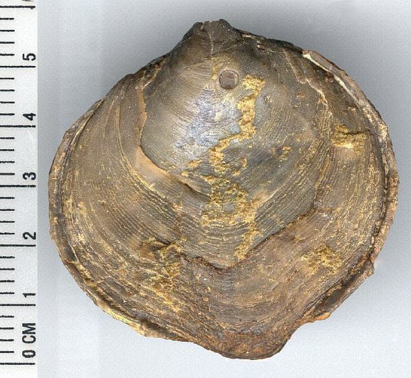 Cleiothyridina obmaxima (McChesney, 1861)