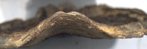 Cleiothyridina obmaxima (McChesney, 1861)