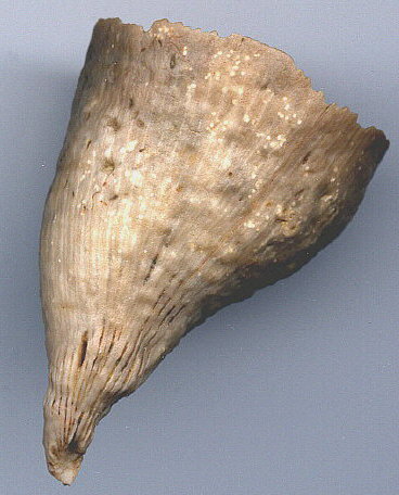 Hapsiphyllum cassedayi