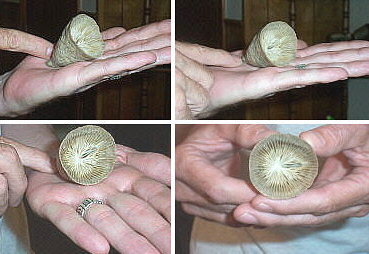 Hapsiphyllum cassedayi