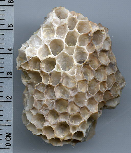 Favosites sp.