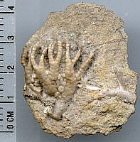 Onychocrinus sp.