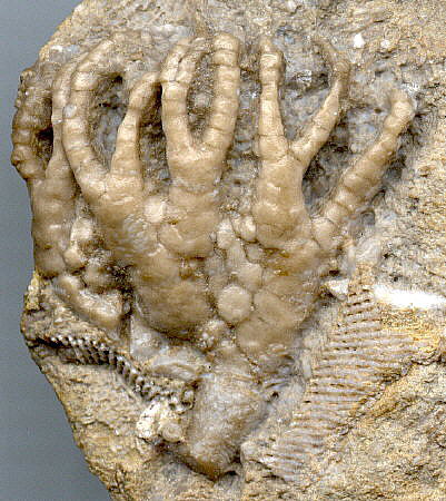 Onychocrinus sp.