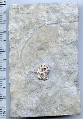 Taxocrinus whitfieldi (Hall)