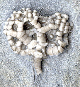 Taxocrinus whitfieldi (Hall)