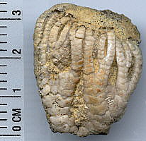 Forbesiocrinus wortheni