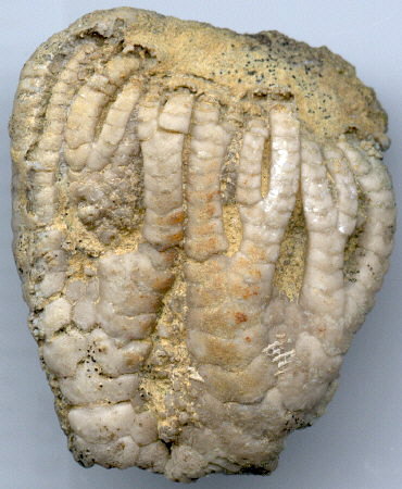 Forbesiocrinus wortheni