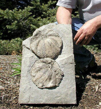 Melonechinus multiporus