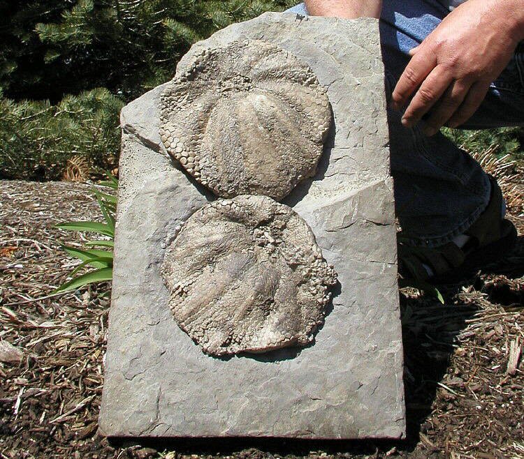 Melonechinus multiporus