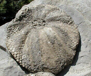 Melonechinus multiporus