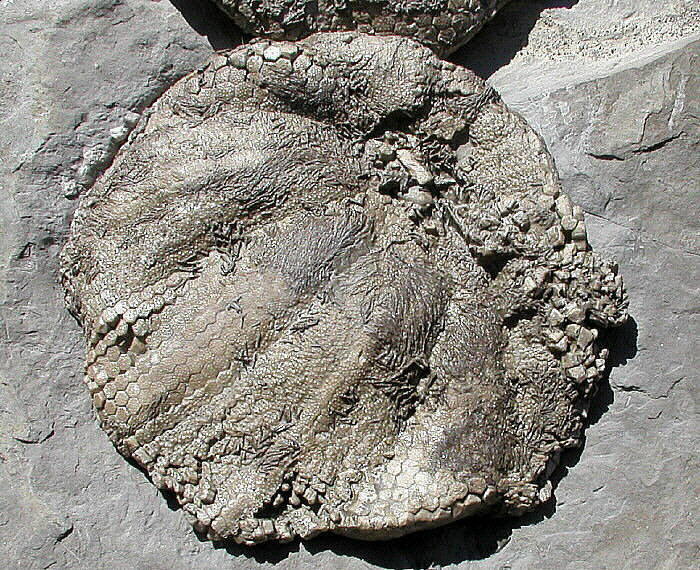 Melonechinus multiporus