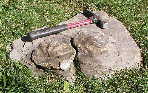 Melonechinus multiporus