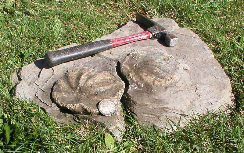 Melonechinus multiporus