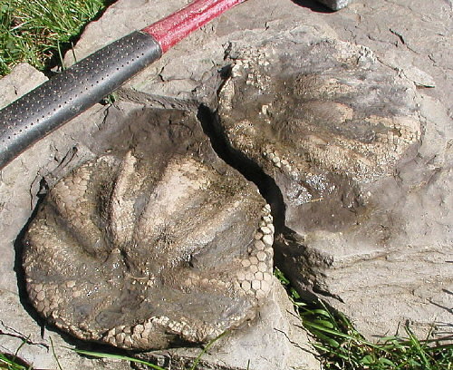 Melonechinus multiporus