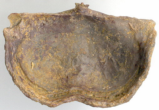 Kozlowskia splendens (Norwood & Pratten)