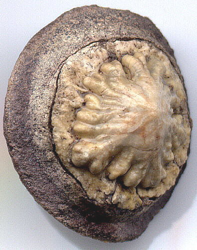 Petrodus sp. - dermal denticle