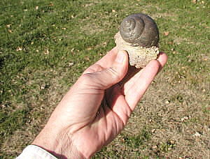 Strobeus primigenius (Conrad, 1835)