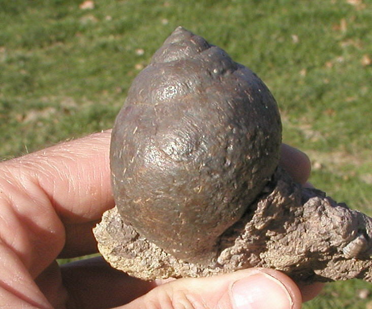 Strobeus primigenius (Conrad, 1835)