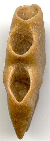 Palaeacis cuneiformis Milne-Edwards & Haime