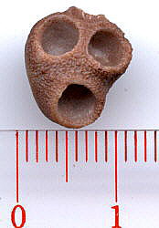 Palaeacis obtusum Milne-Edwards & Haime