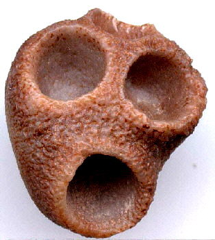 Palaeacis obtusum Milne-Edwards & Haime