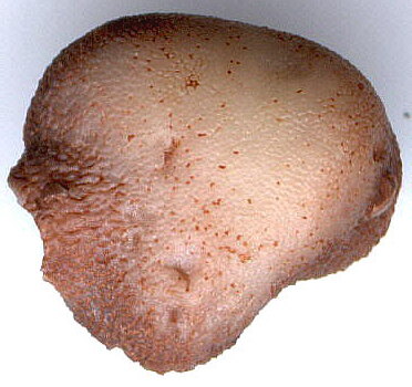 Palaeacis obtusum Milne-Edwards & Haime