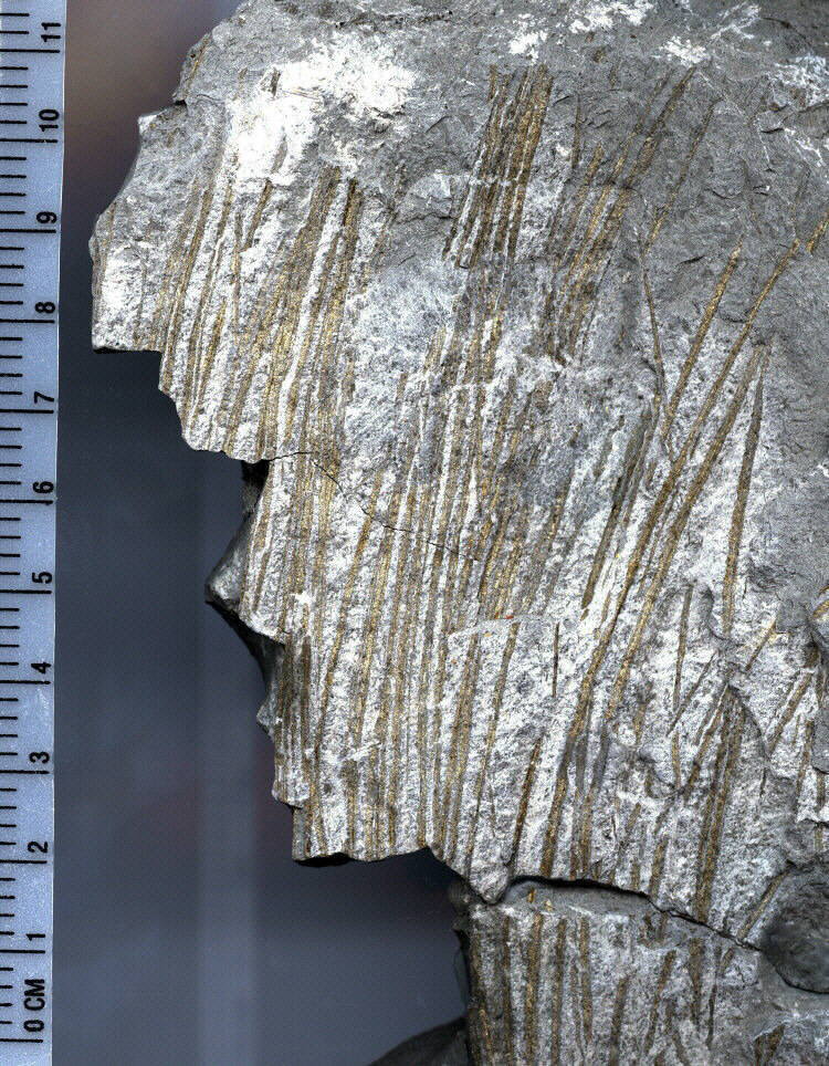 Titusvillia? root tufts