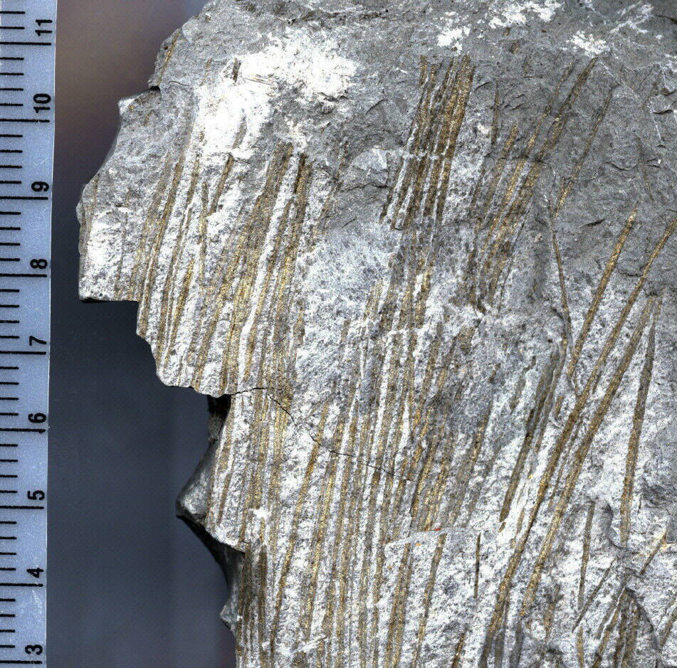 Titusvillia? root tufts