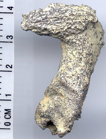 Regispongia contorta (King)