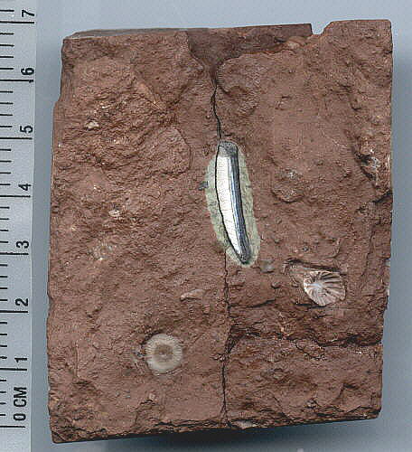 Chomatodus multiplicatus